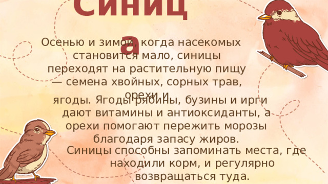 Синица Осенью и зимой, когда насекомых становится мало, синицы переходят на растительную пищу — семена хвойных, сорных трав, орехи и ягоды. Ягоды рябины, бузины и ирги дают витамины и антиоксиданты, а орехи помогают пережить морозы благодаря запасу жиров. Синицы способны запоминать места, где находили корм, и регулярно возвращаться туда.