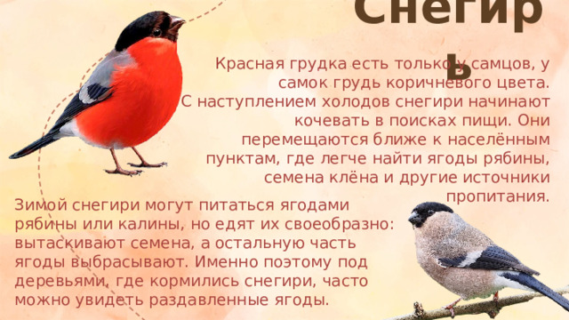 Снегирь Красная грудка есть только у самцов, у самок грудь коричневого цвета.  С наступлением холодов снегири начинают кочевать в поисках пищи. Они перемещаются ближе к населённым пунктам, где легче найти ягоды рябины, семена клёна и другие источники пропитания.   Зимой снегири могут питаться ягодами рябины или калины, но едят их своеобразно: вытаскивают семена, а остальную часть ягоды выбрасывают. Именно поэтому под деревьями, где кормились снегири, часто можно увидеть раздавленные ягоды.