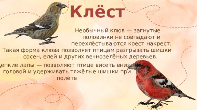 Клёст Необычный клюв — загнутые половинки не совпадают и перехлёстываются крест-накрест. Такая форма клюва позволяет птицам разгрызать шишки сосен, елей и других вечнозелёных деревьев. Цепкие лапы — позволяют птице висеть вниз головой и удерживать тяжёлые шишки при полёте