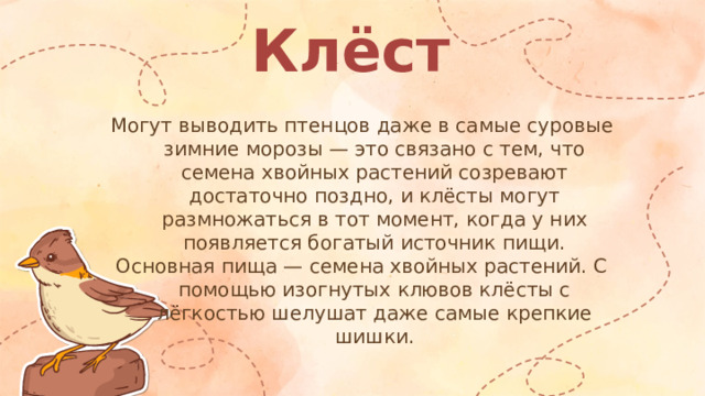Клёст Могут выводить птенцов даже в самые суровые зимние морозы — это связано с тем, что семена хвойных растений созревают достаточно поздно, и клёсты могут размножаться в тот момент, когда у них появляется богатый источник пищи. Основная пища — семена хвойных растений. С помощью изогнутых клювов клёсты с лёгкостью шелушат даже самые крепкие шишки.