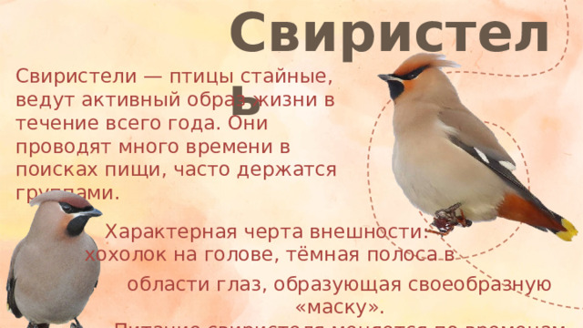 Свиристель Свиристели — птицы стайные, ведут активный образ жизни в течение всего года. Они проводят много времени в поисках пищи, часто держатся группами. Характерная черта внешности: хохолок на голове, тёмная полоса в области глаз, образующая своеобразную «маску». Питание свиристеля меняется по временам года.