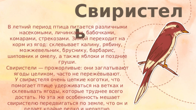 Свиристель В летний период птица питается различными насекомыми, личинками, бабочками, комарами, стрекозами. Зимой переходит на корм из ягод: склевывает калину, рябину, можжевельник, бруснику, барбарис, шиповник и омелу, а также яблоки и поздние груши. Свиристели — прожорливые: они заглатывают ягоды целиком, часто не пережёвывают. У свиристеля очень цепкие коготки, что помогает птице удерживаться на ветках и склевывать ягоды, которые труднее всего достать. Но эта же особенность мешает свиристелю передвигаться по земле, что он и делает крайне редко и неохотно.
