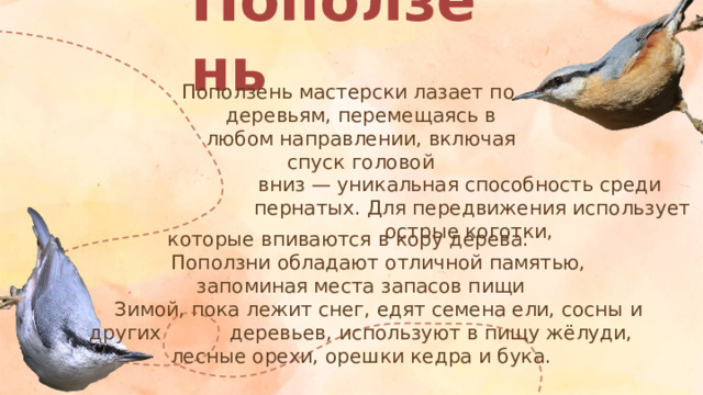 Поползень Поползень мастерски лазает по деревьям, перемещаясь в любом направлении, включая спуск головой вниз — уникальная способность среди пернатых. Для передвижения использует острые коготки, которые впиваются в кору дерева.   Поползни обладают отличной памятью, запоминая места запасов пищи   Зимой, пока лежит снег, едят семена ели, сосны и других   деревьев, используют в пищу жёлуди, лесные орехи, орешки кедра и бука.
