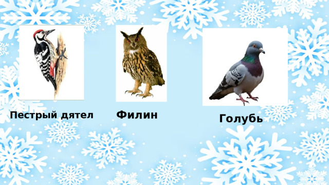 Голубь  Филин Пестрый дятел