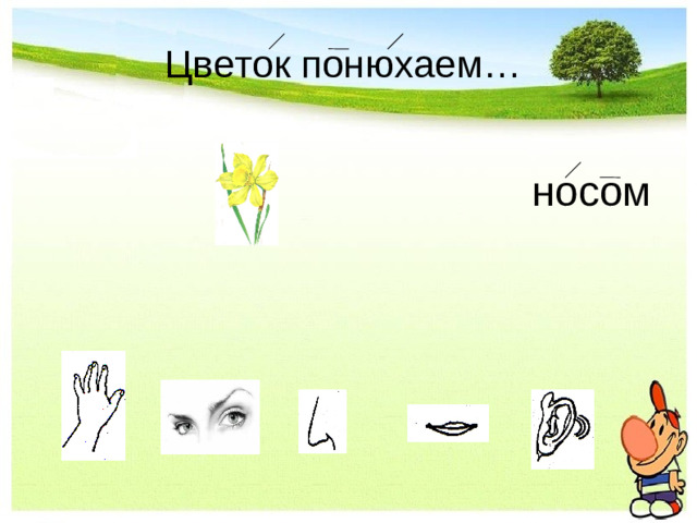 Цветок понюхаем…                  носом