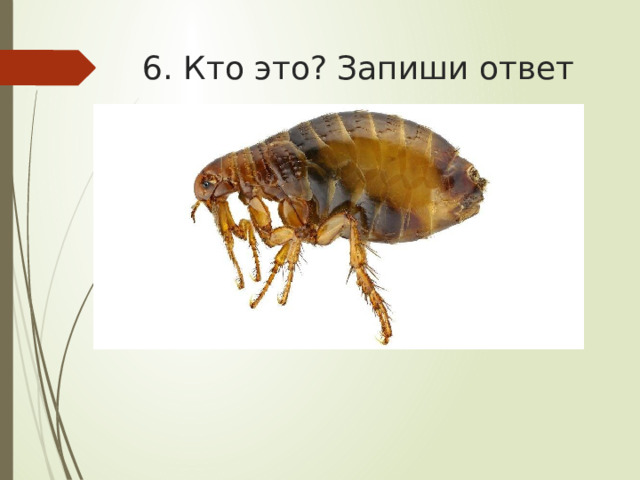 6. Кто это? Запиши ответ