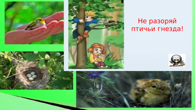 Не разоряй птичьи гнезда!