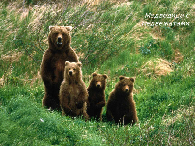 Медведица с медвежатами