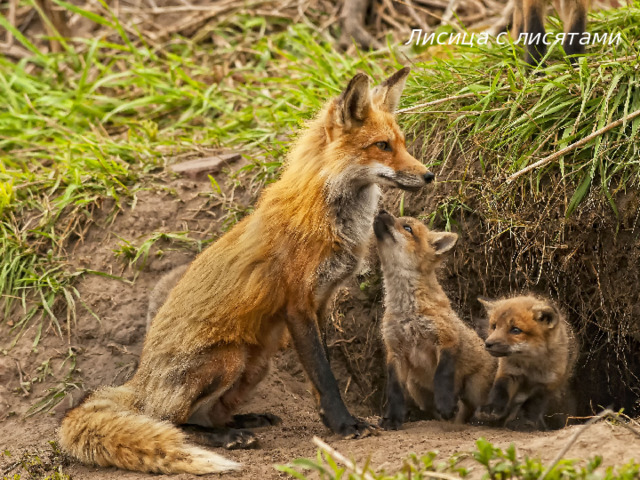 Лисица с лисятами
