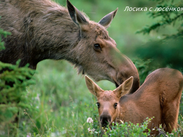 Лосиха с лосёнком