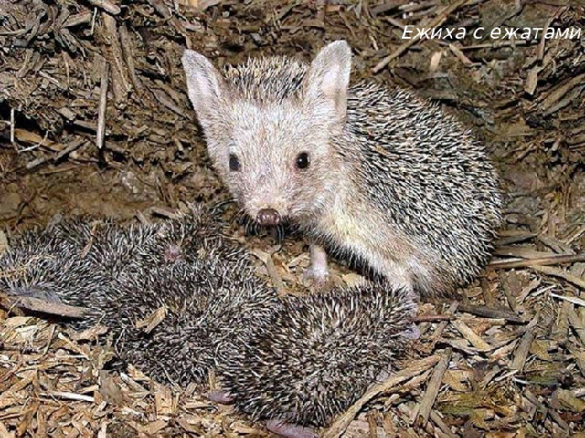 Ежиха с ежатами