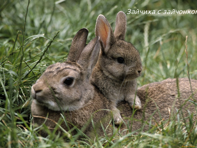Зайчиха с зайчонком