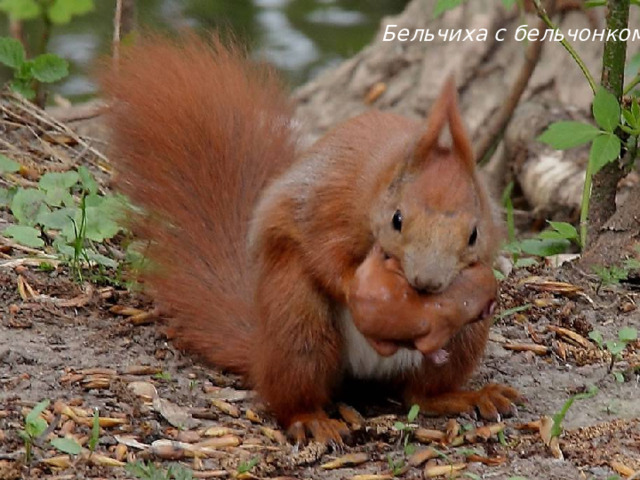 Бельчиха с бельчонком