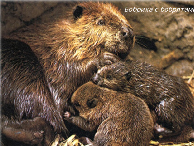 Бобриха с бобрятами
