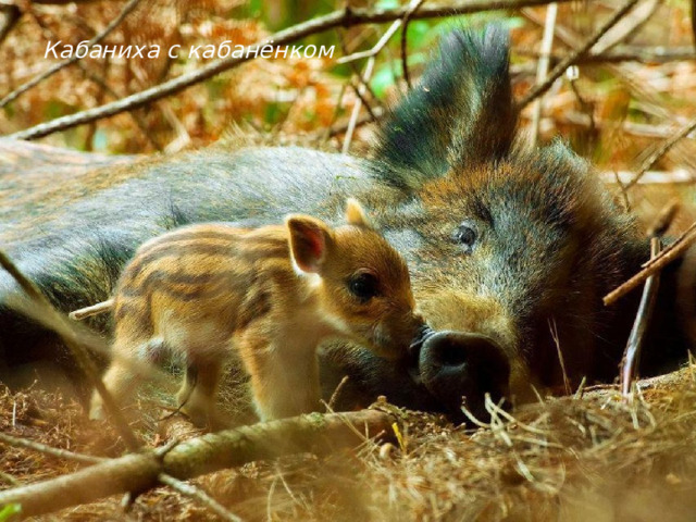 Кабаниха с кабанёнком