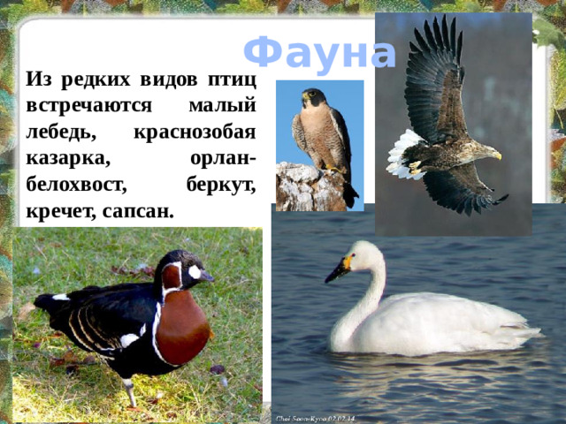 Фауна Из редких видов птиц встречаются малый лебедь, краснозобая казарка, орлан-белохвост, беркут, кречет, сапсан.