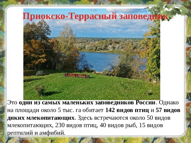 Приокско-Террасный заповедник Это один из самых маленьких заповедников России . Однако на площади около 5 тыс. га обитает 142 видов птиц и 57 видов диких млекопитающих . Здесь встречаются около 50 видов млекопитающих, 230 видов птиц, 40 видов рыб, 15 видов рептилий и амфибий.