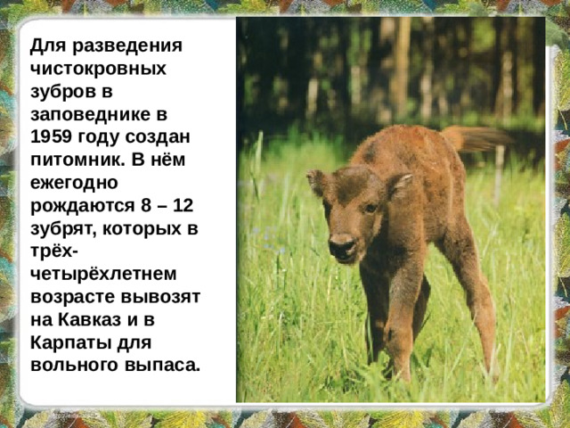 Для разведения чистокровных зубров в заповеднике в 1959 году создан питомник. В нём ежегодно рождаются 8 – 12 зубрят, которых в трёх-четырёхлетнем возрасте вывозят на Кавказ и в Карпаты для вольного выпаса.