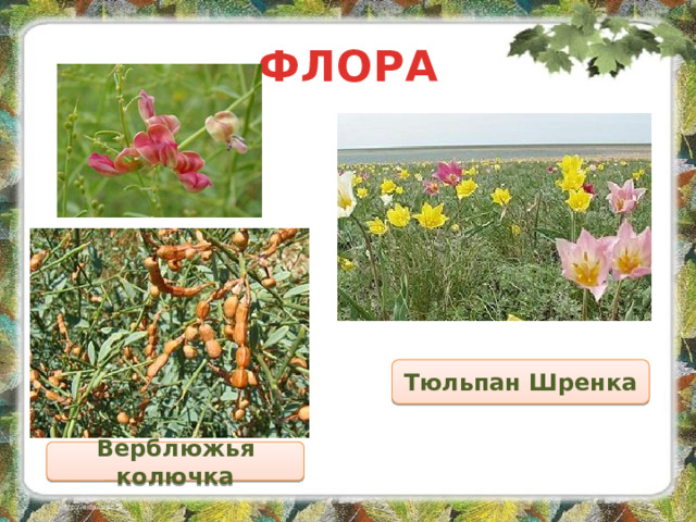 ФЛОРА Тюльпан Шренка Верблюжья колючка