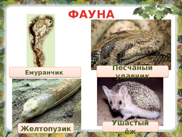 ФАУНА Песчаный удавчик Емуранчик Ушастый ёж Желтопузик