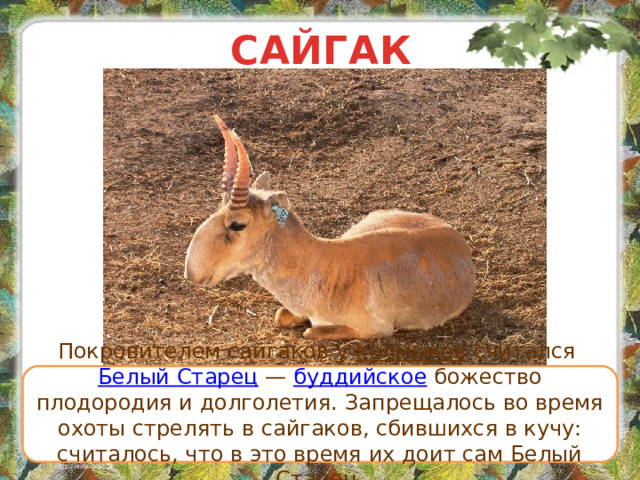 САЙГАК Покровителем сайгаков у калмыков считался Белый Старец  — буддийское божество плодородия и долголетия. Запрещалось во время охоты стрелять в сайгаков, сбившихся в кучу: считалось, что в это время их доит сам Белый Старец.