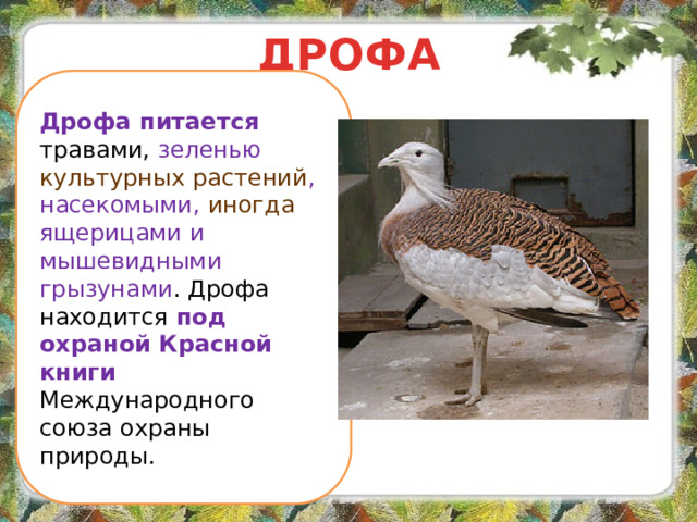 ДРОФА Дрофа питается травами, зеленью культурных растений , насекомыми, иногда ящерицами и мышевидными грызунами . Дрофа находится под охраной Красной книги Международного союза охраны природы.