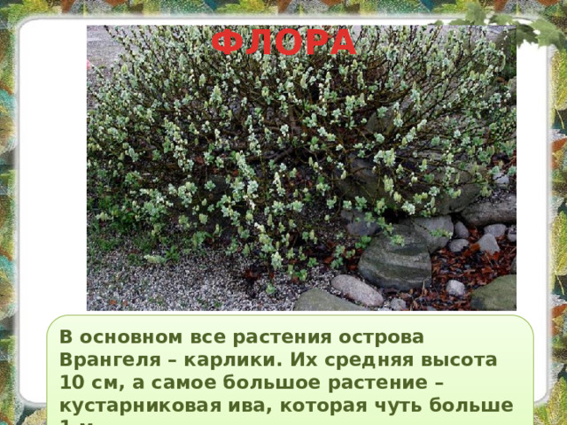 ФЛОРА В основном все растения острова Врангеля – карлики. Их средняя высота 10 см, а самое большое растение – кустарниковая ива, которая чуть больше 1 м.