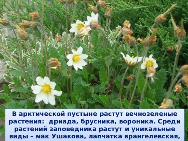 В арктической пустыне растут вечнозеленые растения: дриада, брусника, вороника. Среди растений заповедника растут и уникальные виды – мак Ушакова, лапчатка врангелевская, мятлик врангелевский, мак лапландский.