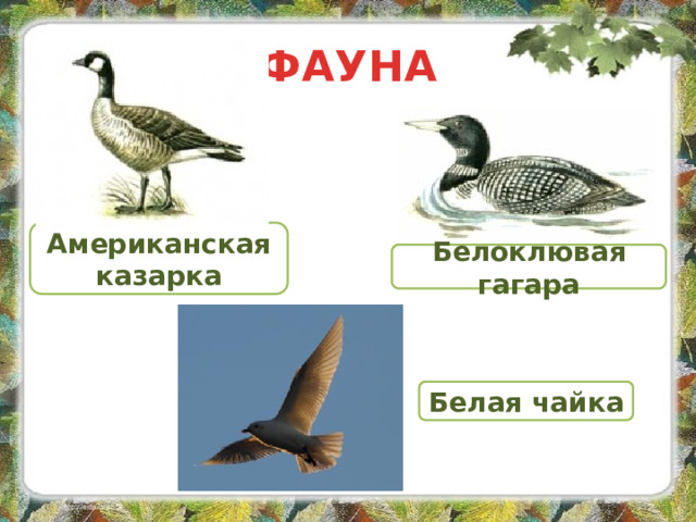 ФАУНА Американская казарка Белоклювая гагара Белая чайка