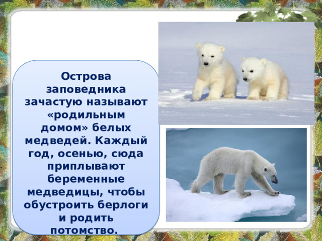 Острова заповедника зачастую называют «родильным домом» белых медведей. Каждый год, осенью, сюда приплывают беременные медведицы, чтобы обустроить берлоги и родить потомство.