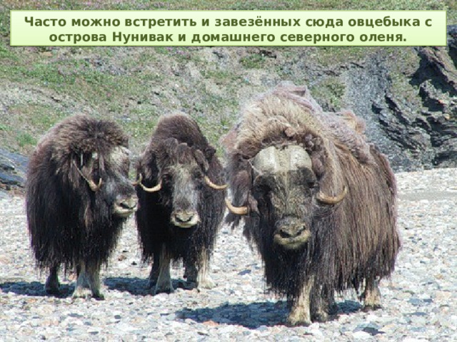 Часто можно встретить и завезённых сюда овцебыка с острова Нунивак и домашнего северного оленя.