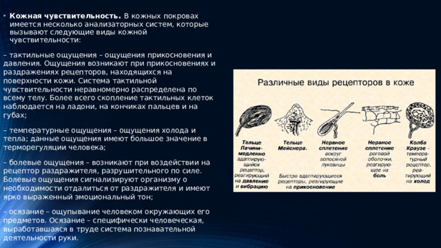Кожная чувствительность . В кожных покровах имеется несколько анализаторных систем, которые вызывают следующие виды кожной чувствительности:
