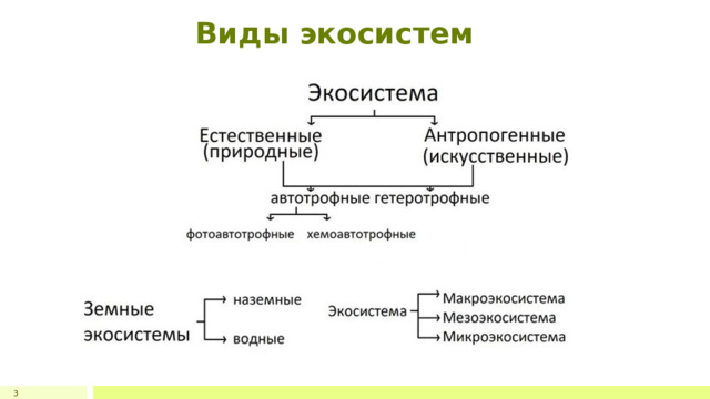 Виды экосистем 3 1