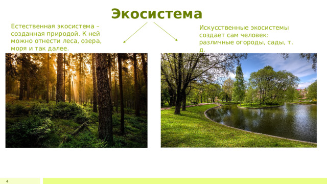 Экосистема Естественная экосистема – созданная природой. К ней можно отнести леса, озера, моря и так далее. Искусственные экосистемы создает сам человек: различные огороды, сады, т. д. 4 1