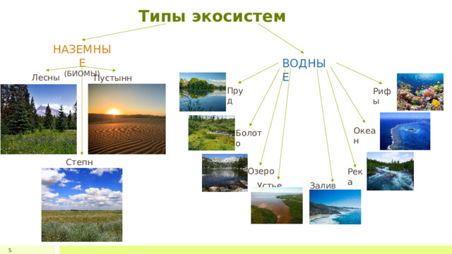 Типы экосистем НАЗЕМНЫЕ (БИОМЫ) ВОДНЫЕ Лесные Пустынные Пруд Рифы Океан Болото Степные Озеро Река Устье реки Залив океана 5 1