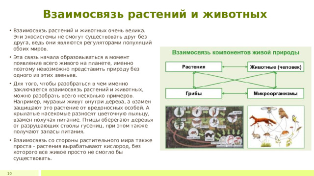 Взаимосвязь растений и животных Взаимосвязь растений и животных очень велика. Эти экосистемы не смогут существовать друг без друга, ведь они являются регуляторами популяций обоих миров. Эта связь начала образовываться в момент появление всего живого на планете, именно поэтому невозможно представить природу без одного из этих звеньев. Для того, чтобы разобраться в чем именно заключается взаимосвязь растений и животных, можно разобрать всего несколько примеров. Например, муравьи живут внутри дерева, а взамен защищают это растение от вредоносных особей. А крылатые насекомые разносят цветочную пыльцу, взамен получая питание. Птицы оберегают деревья от разрушающих стволы гусениц, при этом также получают запасы питания. Взаимосвязь со стороны растительного мира также проста - растения вырабатывают кислород, без которого все живое просто не смогло бы существовать. 10