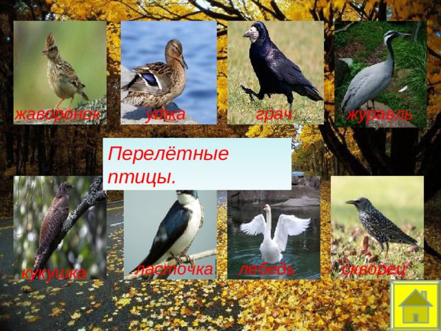 журавль грач утка жаворонок Перелётные птицы. ласточка лебедь скворец кукушка