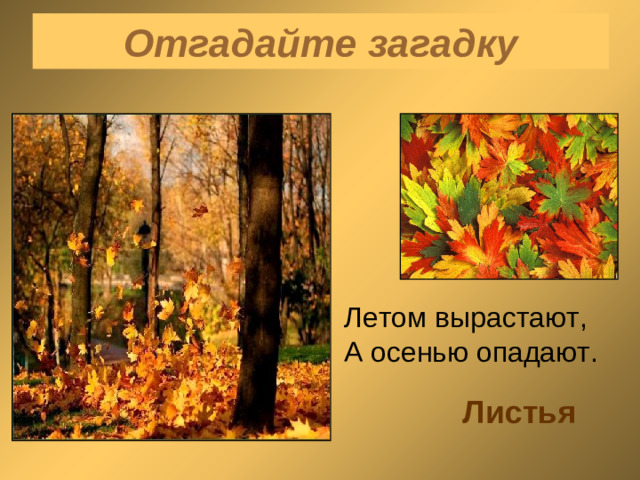 Отгадайте загадку Летом вырастают, А осенью опадают. Листья