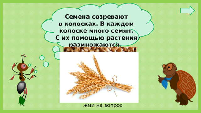 Семена созревают в колосках. В каждом колоске много семян. С их помощью растения размножаются. Ребята, я слышал. Что жизнь растений пшеницы начинается с семян. А откуда берутся семена? жми на вопрос
