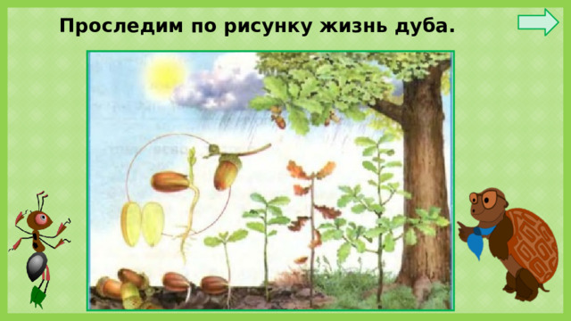 Проследим по рисунку жизнь дуба.