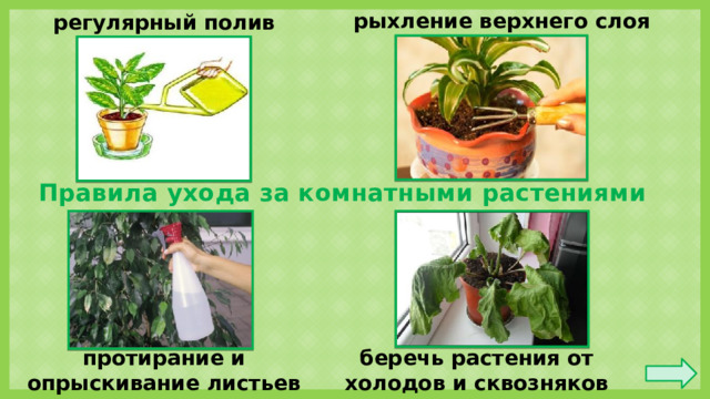 рыхление верхнего слоя регулярный полив Правила ухода за комнатными растениями беречь растения от холодов и сквозняков протирание и опрыскивание листьев