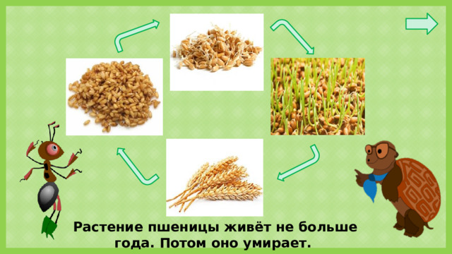 Растение пшеницы живёт не больше года. Потом оно умирает.