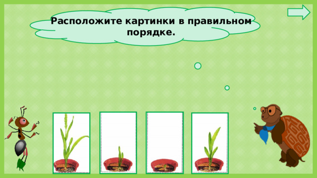 Расположите картинки в правильном порядке.