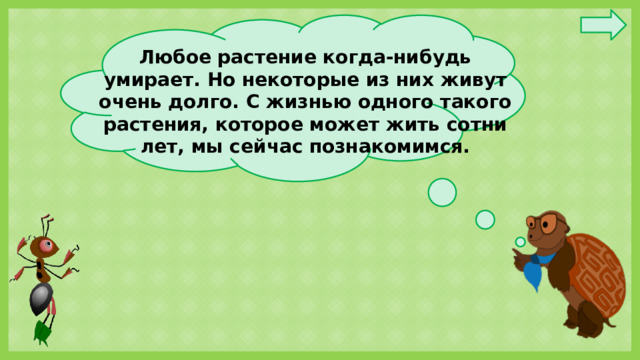 Любое растение когда-нибудь умирает. Но некоторые из них живут очень долго. С жизнью одного такого растения, которое может жить сотни лет, мы сейчас познакомимся.