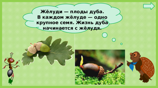 Жёлуди — плоды дуба. В каждом жёлуде — одно крупное семя. Жизнь дуба начинается с жёлудя.