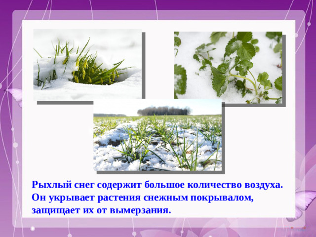 Рыхлый снег содержит большое количество воздуха. Он укрывает растения снежным покрывалом, защищает их от вымерзания.