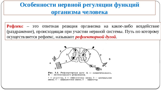 Особенности нервной регуляции функций организма человека  Рефлекс – это ответная реакция организма на какое-либо воздействие (раздражение), происходящая при участии нервной системы. Путь по которому осуществляется рефлекс, называют рефлекторной дугой .