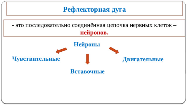 Рефлекторная дуга  - это последовательно соединённая цепочка нервных клеток – нейронов. Нейроны Чувствительные Двигательные Вставочные