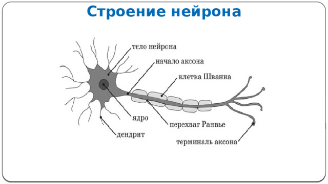 Строение нейрона