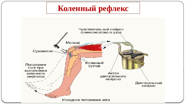 Коленный рефлекс